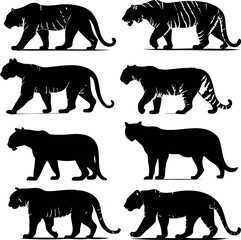 Collection of Powerful Tiger Silhouettes Displaying Various Poses and Body Markings