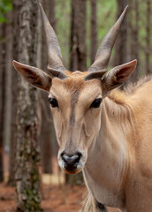 Eland close up in the woods