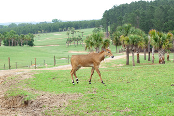 Naklejka premium Antelope running through a meadow