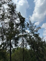 Pine trees with fluffy clouds in the background