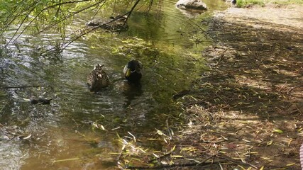 A young happy couple feeds ducks on the shore of a pond in a summer park.  - Powered by Adobe