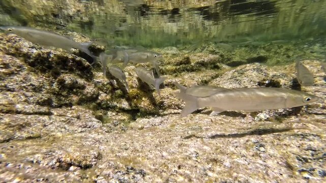 Meer&auml;schen,  Mugilidae ein Schwarm- und Speisefisch in k&uuml;stennahen Gew&auml;ssern mit Algenbewuchs
