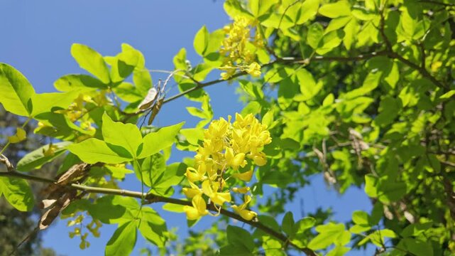 Bright blossoming tree under blue sky. Laburnum alpinum, the Scotch laburnum, alpine laburnum