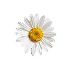 Fototapeta premium on transparent background