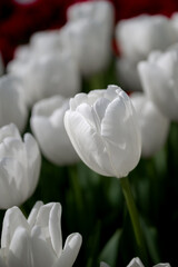 White Tulip Flowers at the Mount Vernon Tulip Festival in Washington State