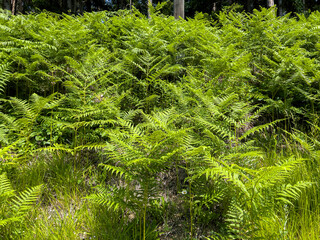 Wild summer forest field with fern