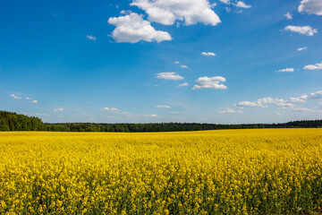 Yellow agricultural field against blue sky, colorful rapeseed fields in countryside
