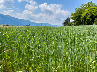 Green wheat field against the backdrop of the Alps and blue sky