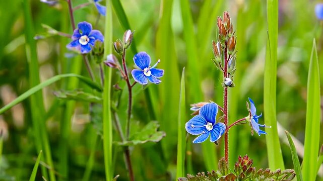 Blooming blue germander speedwell flowers create a stunning display in a vibrant green grass meadow, forming a picturesque and tranquil natural scene filled with beauty