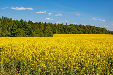 Rich yellow rapeseed fields surrounded by green forest