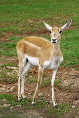 Aoudad close up in a park