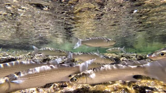 Meer&auml;schen,  Mugilidae ein Schwarm- und Speisefisch in k&uuml;stennahen Gew&auml;ssern mit Algenbewuchs