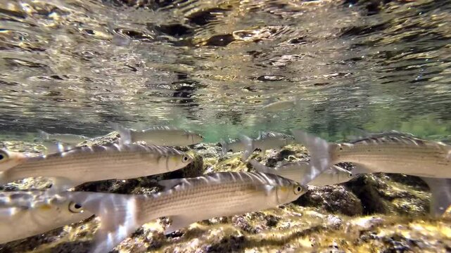 Meer&auml;schen,  Mugilidae ein Schwarm- und Speisefisch in k&uuml;stennahen Gew&auml;ssern mit Algenbewuchs