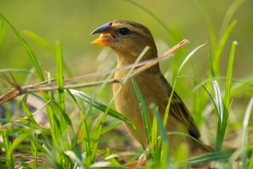 baya weaver (Ploceus philippinus) bird watching in the forest.