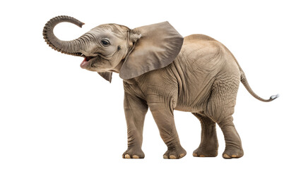 Obraz premium elephant isolated on white