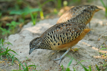 King quail, Blue-breasted quail, Asian blue quail, (Excalfactoria chinensis) female bird watching in the forest.