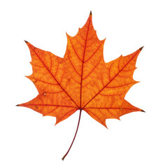 Fototapeta premium maple leaf isolated on white