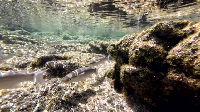 Meer&auml;schen,  Mugilidae ein Schwarm- und Speisefisch in k&uuml;stennahen Gew&auml;ssern mit Algenbewuchs