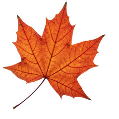 Fototapeta premium maple leaf isolated on white