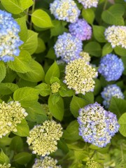 blue and white flowers