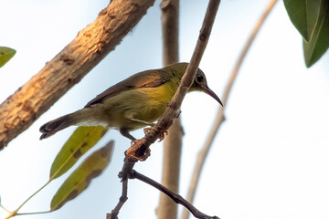 Olive backed sunbird on a tree branch
