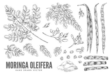 Black and white sketch of branches with leaves, flowers, fruits and powder, moringa oleifera.