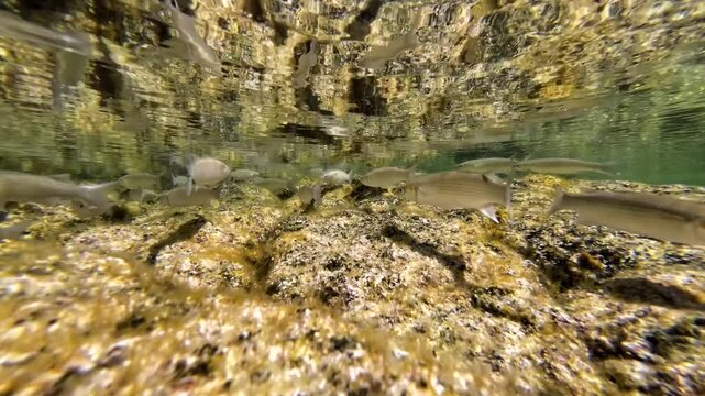 Meer&auml;schen,  Mugilidae ein Schwarm- und Speisefisch in k&uuml;stennahen Gew&auml;ssern mit Algenbewuchs