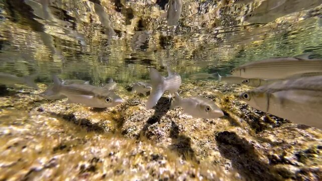 Meer&auml;schen,  Mugilidae ein Schwarm- und Speisefisch in k&uuml;stennahen Gew&auml;ssern mit Algenbewuchs
