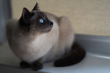 A sitting Siamese cat looks up. Selective focus.