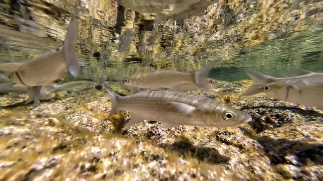 Meer&auml;schen,  Mugilidae ein Schwarm- und Speisefisch in k&uuml;stennahen Gew&auml;ssern mit Algenbewuchs
