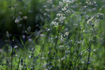 Meadow grasses illuminated by the rays of the sun. Selective focus.