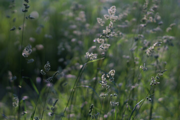 Meadow grasses illuminated by the rays of the sun. Selective focus.