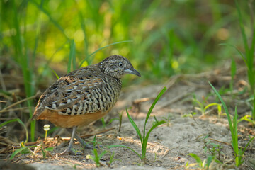 King quail, Blue-breasted quail, Asian blue quail, (Excalfactoria chinensis) female bird watching in the forest.