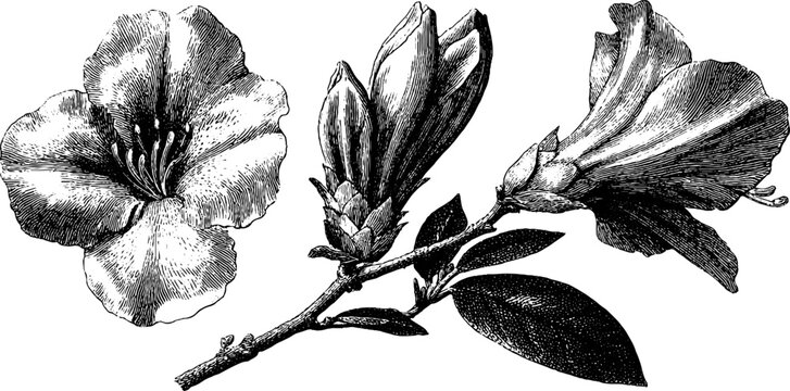 Naklejki Detailed engraving of azalea bud and bloom set for botanical art and design