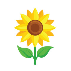 sunflower isolated on white