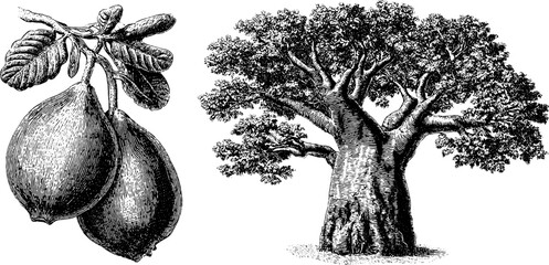 Engraved illustration set of baobab tree and fruit for botanical design
