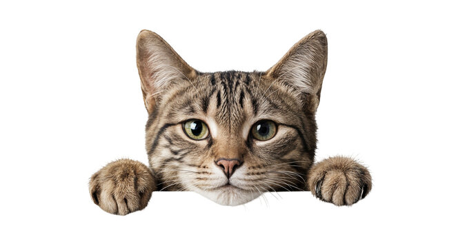 Close up Of A Tabby Cat Peeking Over A Surface