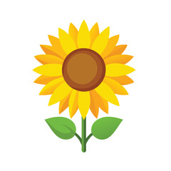 sunflower isolated on white