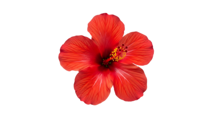 Isolated hibiscus flower red floral bloom tropical petals blossom botanical exotic vibrant closeup single on transparent background
