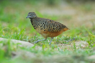 King quail, Blue-breasted quail, Asian blue quail, (Excalfactoria chinensis) female bird watching in the forest.