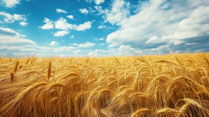 Golden Wheat Field Under a Summer Sky