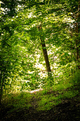 sunlight in the forest