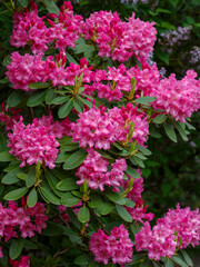Fototapeta premium Roseum Elegans Rhododendron blooms in spring garden