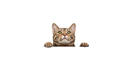 Curious Tabby Cat Peeking Over Dark Edge On Transparent Background