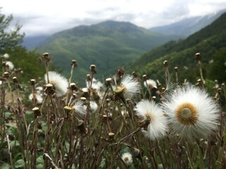Fluffy seed heads of dandelions or blowballs in a mountain landscape.