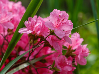 Obraz premium Rhododendron kiusianum, the Kyushu azalea, is a species of flowering plant in the family Ericaceae