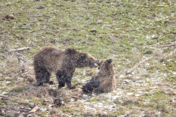 Grizzly Bear Sow and Cub Playing During a Spring Snowstorm in Yellowstone National Park