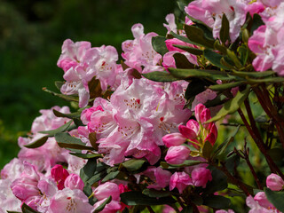 Rhododendron 'Helsinki University' is a variety of evergreen rhododendrons of hybrid origin from...