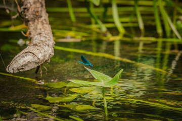 A dragonfly is sitting on a branch