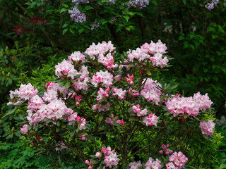 Rhododendron 'Helsinki University' is a variety of evergreen rhododendrons of hybrid origin from...